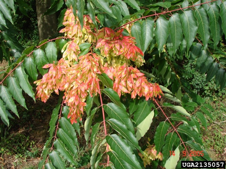 June Weed of the Month Tree of Heaven